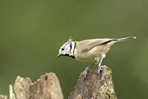Crested Tit on root