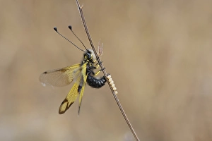 Cretan butterfly shad, Crete (Libelloides rhomboides ssp)