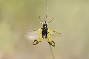 Cretan butterfly shad, Crete (Libelloides rhomboides ssp)