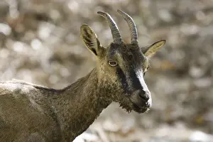 Cretan wild goat, Cretan chamois