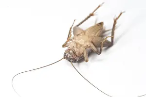 Cricket (Acheta domestica)