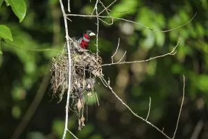 Crimson Broadbill (Cymbirhynchus macrorhynchos)