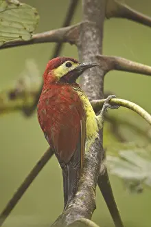 Crimson-mantled Woodpecker (Colaptes rivolii)