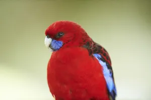 Crimson rosella (Platycercus elegans)