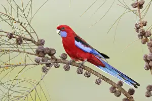 Crimson Rosella (Platycercus elegans melanopterus)