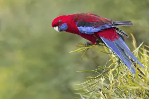 Crimson Rosella (Platycercus elegans) perched on a branch in eastern Australia
