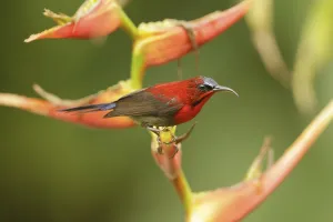 Crimson Sunbird (Aethopyga siparaja) male