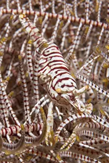 Crinoid Commensal shrimp, (Periclimenes cornutus)