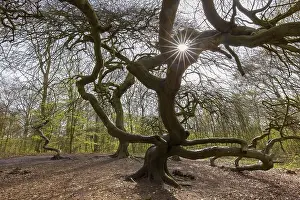Cripple dwarf beech, deformed tree at Witches Forest