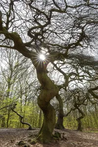 Cripple dwarf beech, deformed tree at Witches Forest