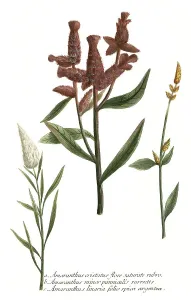 cristatus, minor panniculis (linaria)