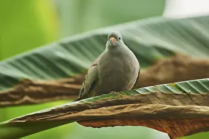 Croaking ground dove (Columbina cruziana)