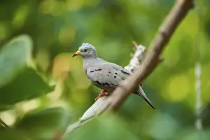 Croaking ground dove (Columbina cruziana) sitting on a branch