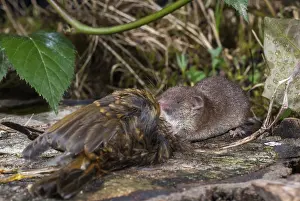 Crocidura russula, Erithacus rubecula
