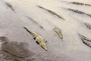 Crocodile