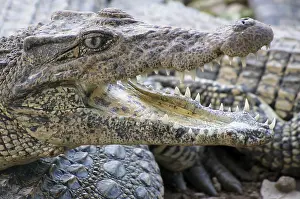 Crocodile farm, Cuba (crocodylus rhombifer)