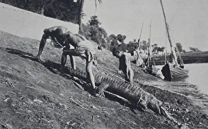 Crocodile Hunt on the Nile, 187