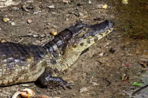 A crocodile lies on its side on the earthy surface