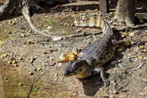 A crocodile lies on an earthy surface with foliage in the sunlight and shade