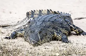 Crocodile lining in the bush, game reserve Botswana
