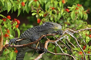 Crocodile monitor (varanus salvadorii)