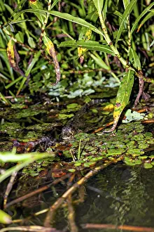 A crocodile is partially covered by aquatic plants in the swamp