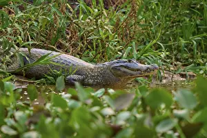 A crocodile rests on the riverbank