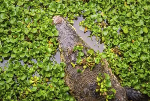 Crocodile swimming in water with green leaves from above