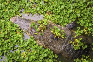 Crocodile swimming in water with green leaves from above