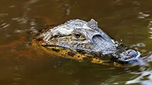A crocodile swims partially submerged on the surface of the water