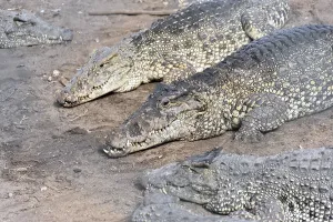 Two crocodiles resting on dry ground with visible scales and strong bodies