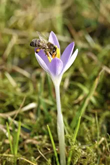 Crocus blossom, bee, February, Germany, Europe
