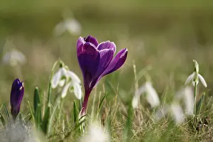 Crocus blossom, beginning of March, Germany
