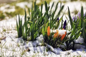 Crocus (Crocus vernus) in a meadow