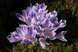Crocus, spring saffron, Backemoor