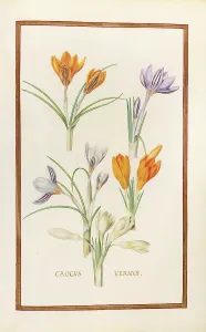 Crocus vernus, spring crocus, historical