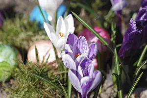 Crocuses (Crocus), Easter egg, colourful