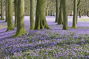 Crocuses (Crocus sp.), Husum palace gardens