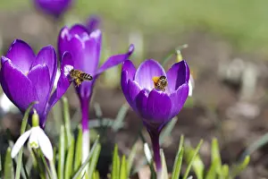 Crocuses (Crocus), spring crocus (Crocus vernus)