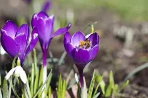 Crocuses (Crocus), spring crocus (Crocus vernus)
