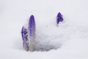 Crocuses in the snow, Winter, Germany
