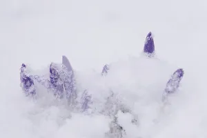Crocuses in the snow, Winter, Germany