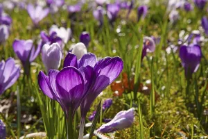 Crocuses, spring crocuses, crocus field