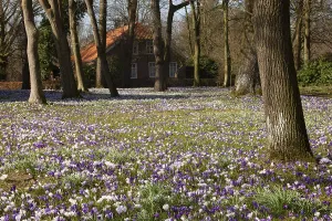 Crocuses, spring crocuses, crocus field