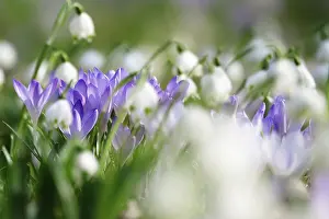 Crocuses and spring snowflakes (Leucojum vernum)