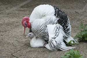 Croellwitzer turkey, turkey and turkey