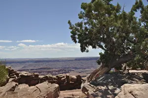 Crooked tree on rocky outcrop with a comprehensive view of the desert