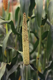 Crop bajra, India