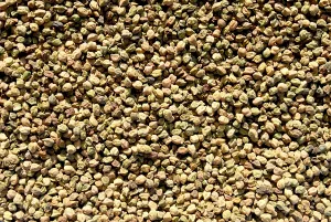 Crop gram local name harbhara maharashtra