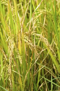Crop rice paddy, Karnataka, India